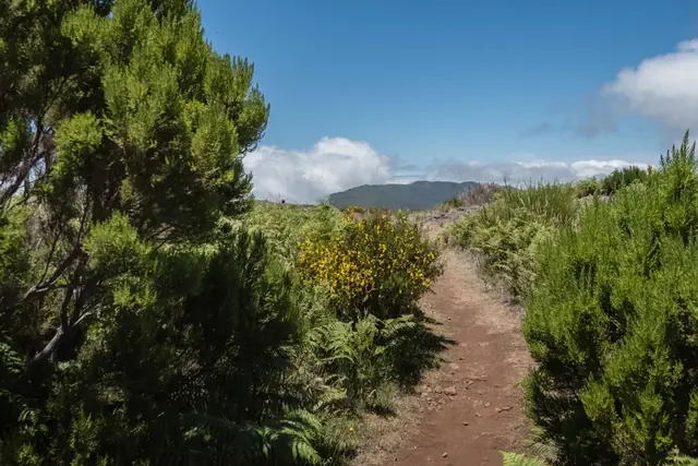 Vereda do Pico Fernandes, widok w rejonie Paul da Serra