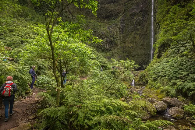 Levada do Caldeirão Verde, leśny szlak levady