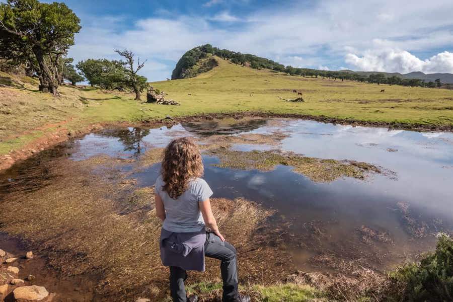 Vereda do Fanal, las wawrzynowy Fanal