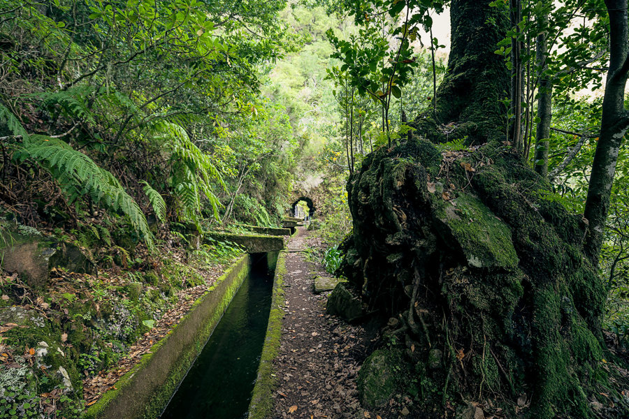 Caminho do Pináculo e Folhadal, las i góry w rejonie Encumeada